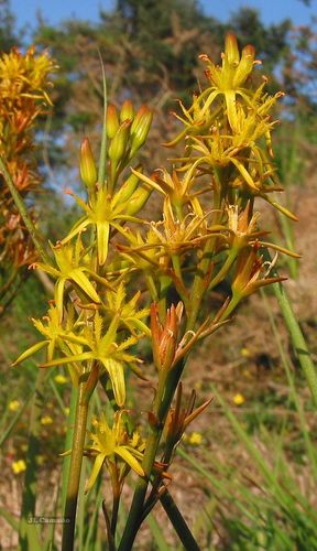 Narthecium ossifragum (bog asphodel)