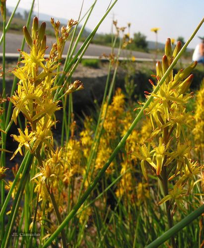 Narthecium ossifragum (bog asphodel)