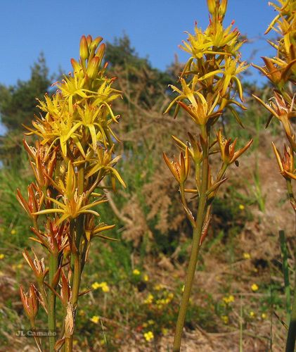 Narthecium ossifragum (bog asphodel)