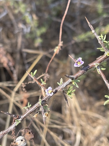 Lycium (boxthorns) (alternate view 6)