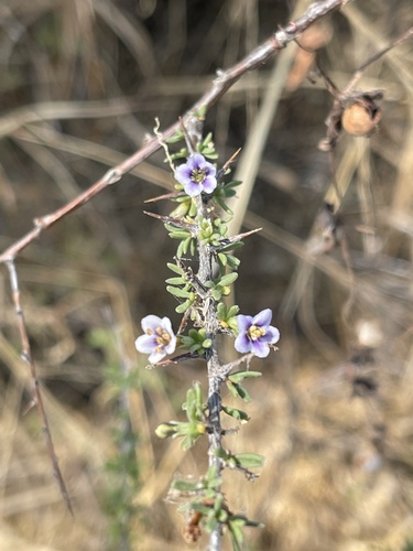 Lycium (boxthorns) (alternate view 5)