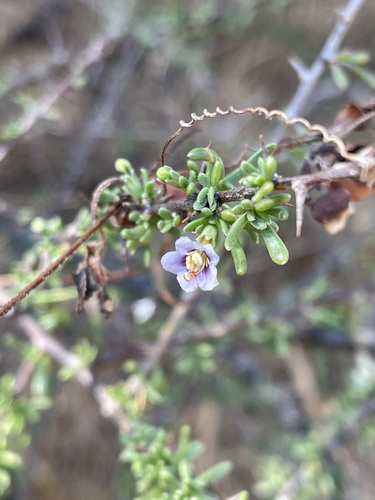 Lycium (boxthorns) (alternate view 7)
