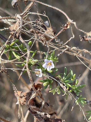 Lycium (boxthorns) (alternate view 8)
