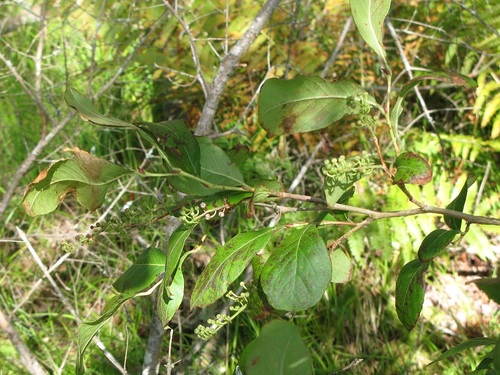 Lyonia ligustrina (He-huckleberry)
