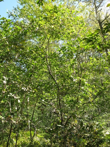 Lyonia ligustrina (He-huckleberry) (alternate view 2)