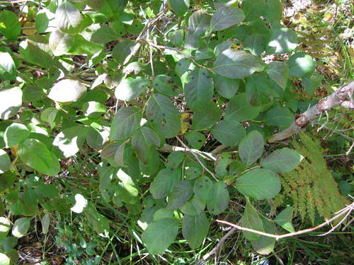 Lyonia ligustrina (He-huckleberry) (alternate view 3)