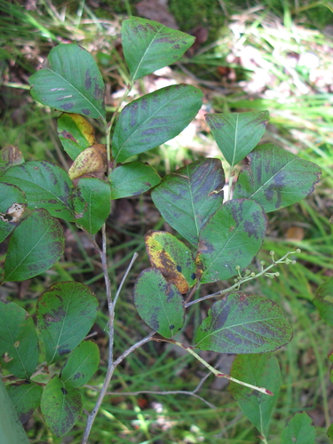 Lyonia ligustrina (He-huckleberry) (alternate view 4)
