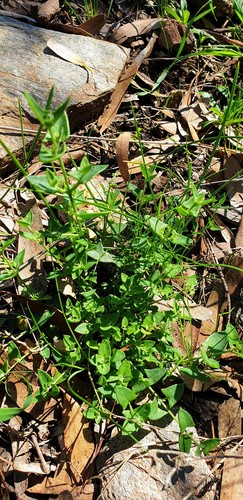 Chenopodium nutans (Climbing saltbush) (alternate view 10)