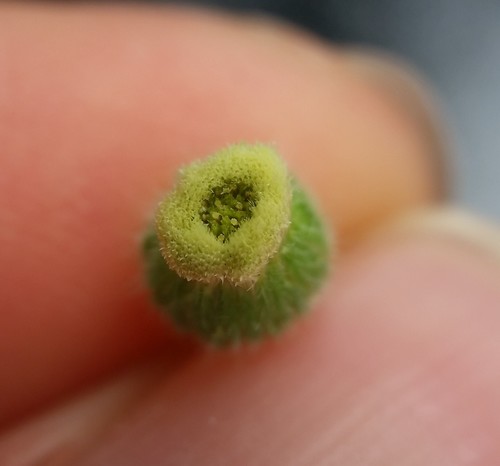 Erigeron bonariensis (Flax-leaved Horseweed)