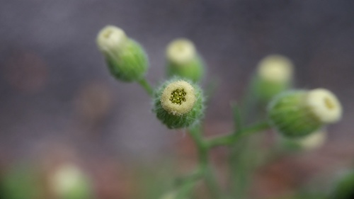 Erigeron bonariensis (Flax-leaved Horseweed)