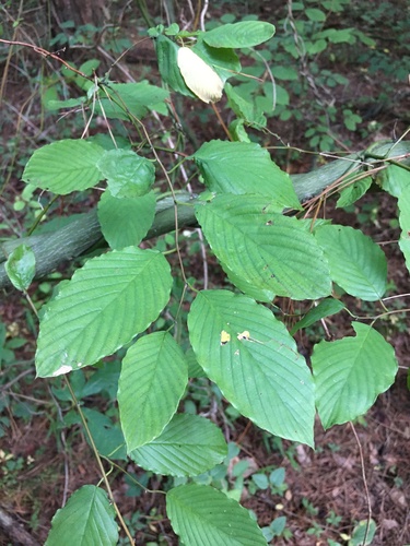 Berchemia scandens (Supplejack) (alternate view 2)