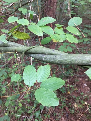 Berchemia scandens (Supplejack)