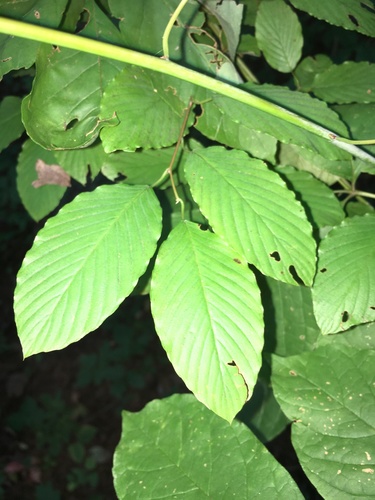 Berchemia scandens (Supplejack) (alternate view 4)