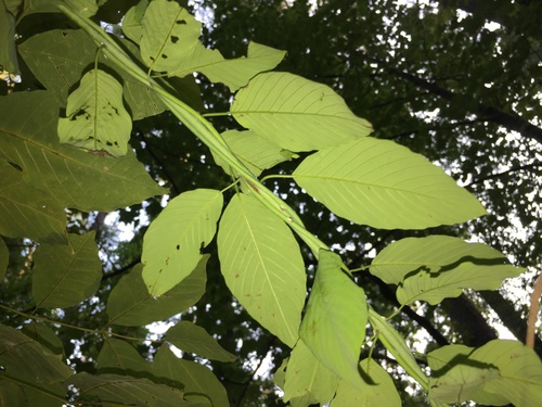 Berchemia scandens (Supplejack) (alternate view 5)