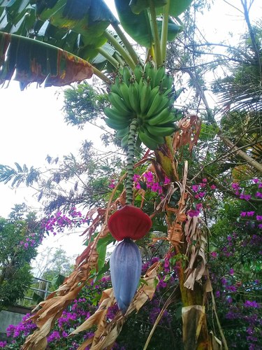 Musa × paradisiaca (Plantain) (alternate view 14)