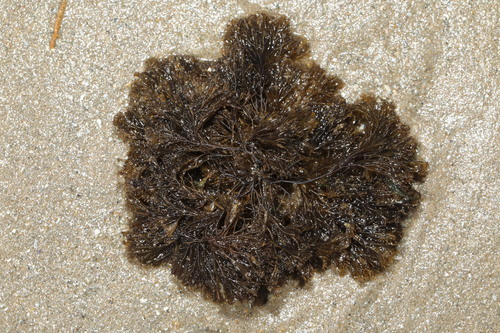 Vertebrata lanosa (Wrack Siphon Weed)