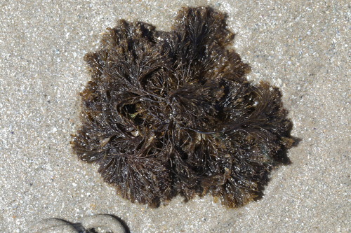 Vertebrata lanosa (Wrack Siphon Weed)