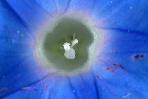 Ipomoea hederacea (ivy-leaved morning-glory) (alternate view 4)