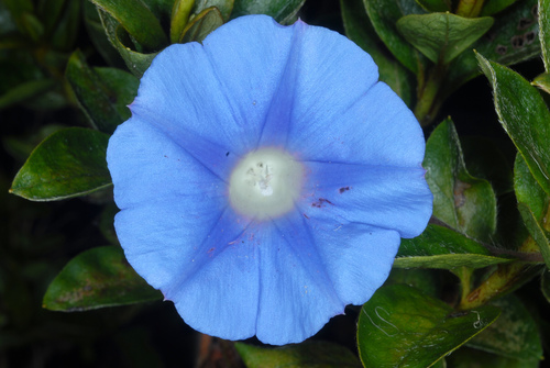 Ipomoea hederacea (ivy-leaved morning-glory) (alternate view 5)