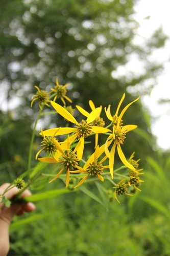Verbesina alternifolia (Wingstem)