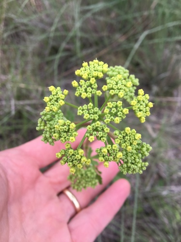 Polytaenia texana (Texas Prairie Parsley) (alternate view 3)