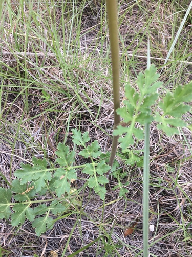 Polytaenia texana (Texas Prairie Parsley) (alternate view 4)