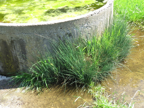 Juncus patens (Spreading Rush) (alternate view 2)