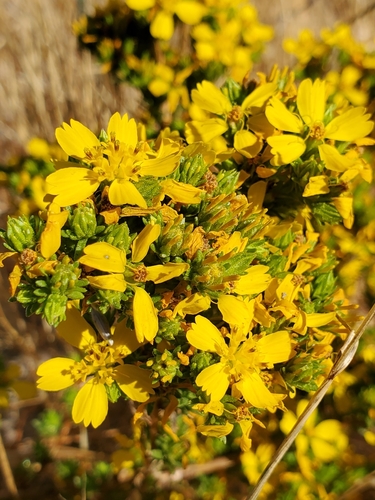 Deinandra fasciculata (Clustered Tarweed) (alternate view 6)