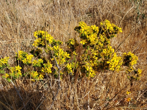 Deinandra fasciculata (Clustered Tarweed) (alternate view 7)