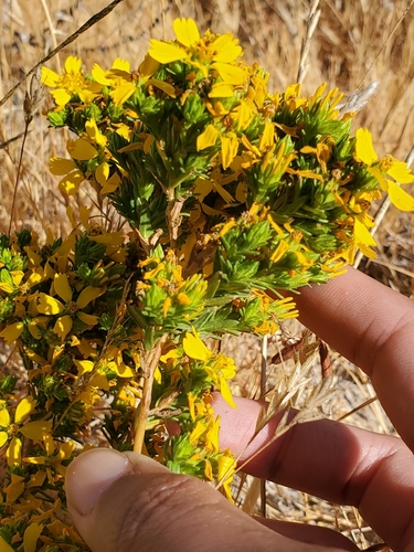 Deinandra fasciculata (Clustered Tarweed) (alternate view 8)