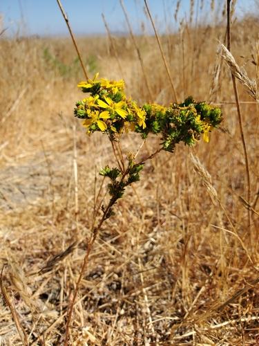 Deinandra fasciculata (Clustered Tarweed) (alternate view 9)