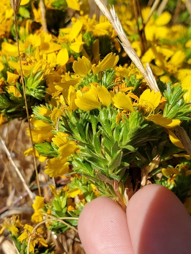 Deinandra fasciculata (Clustered Tarweed) (alternate view 10)