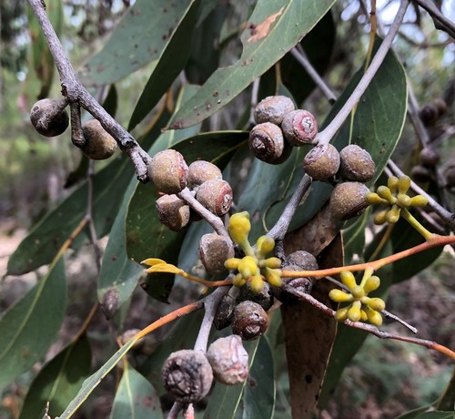 Eucalyptus arenacea (desert stringybark) (alternate view 4)