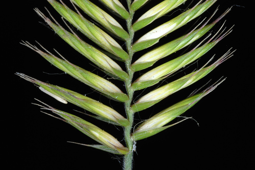 Agropyron cristatum (Crested Wheatgrass) (alternate view 4)