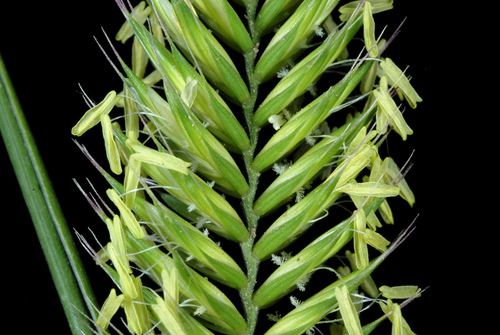 Agropyron cristatum (Crested Wheatgrass) (alternate view 5)