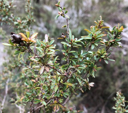 Gaudium myrsinoides (Heath Teatree) (alternate view 2)