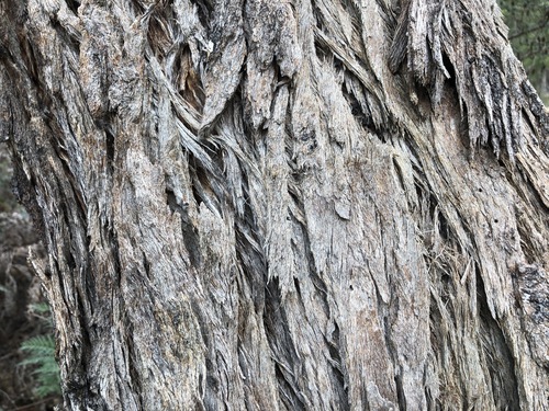 Eucalyptus arenacea (desert stringybark) (alternate view 5)