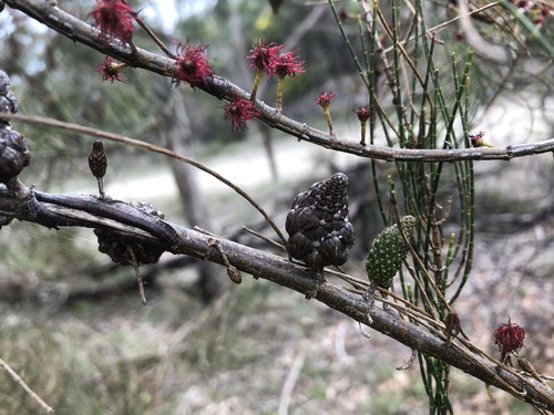 Allocasuarina muelleriana (slaty sheoak) (alternate view 7)