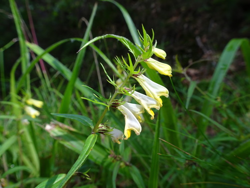 Melampyrum pratense (Common Cow-wheat)