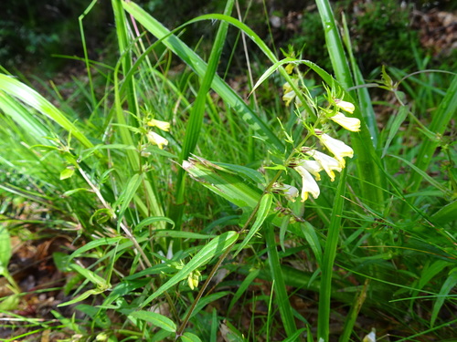 Melampyrum pratense (Common Cow-wheat)