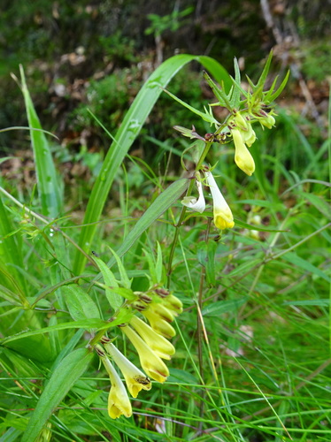 Melampyrum pratense (Common Cow-wheat)