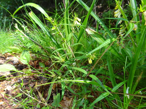 Melampyrum pratense (Common Cow-wheat)