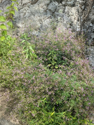 Desmodium paniculatum (panicled ticktrefoil) (alternate view 5)