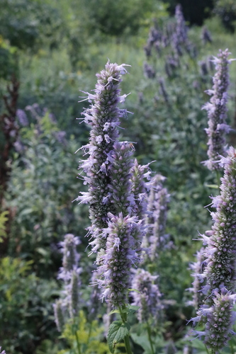 Agastache foeniculum (Anise Hyssop)