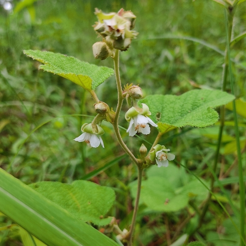 Rubus calycinoides (Creeping Raspberry) (alternate view 3)