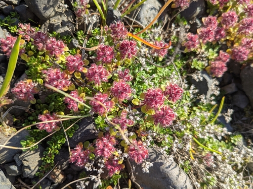 Thymus praecox (Mother of Thyme)