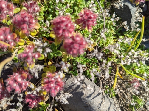 Thymus praecox (Mother of Thyme)