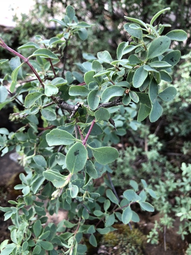 Lonicera subspicata (Southern Honeysuckle)