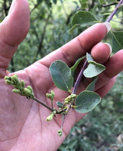 Lonicera subspicata (Southern Honeysuckle) (alternate view 2)