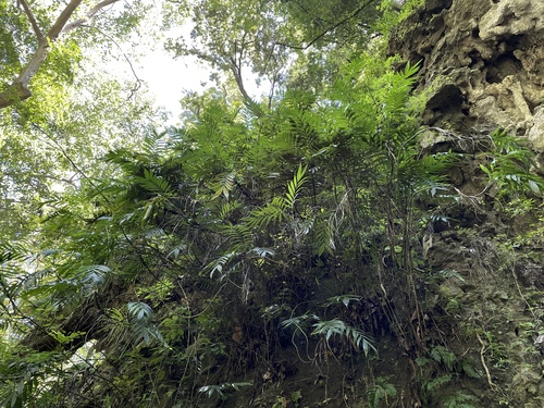 Chamaedorea